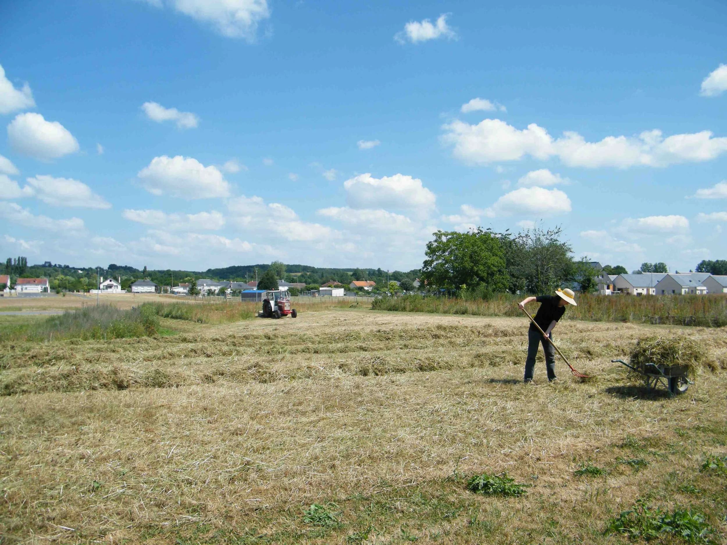 Le Pâtis des Guernazelles, Naveil • andainage puis ramassage du foin pour favoriser les prairies florifères